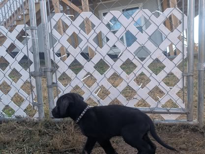 Reindeer litter Labrador puppy