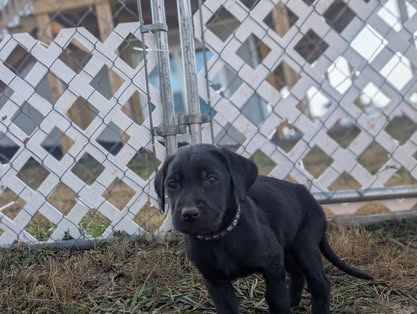 Reindeer litter Labrador puppy