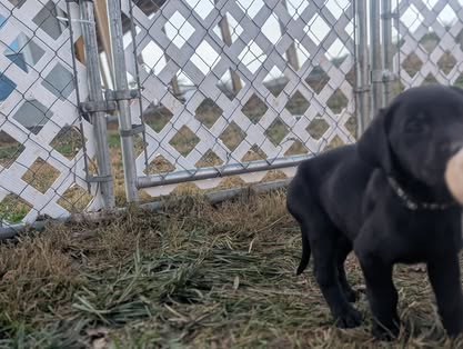 Reindeer litter Labrador puppy