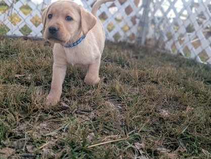Reindeer litter Labrador puppy