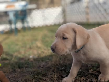 Reindeer litter Labrador puppy