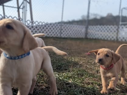 Reindeer litter Labrador puppy