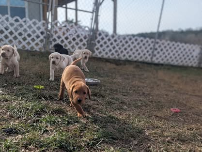 Reindeer litter Labrador puppy