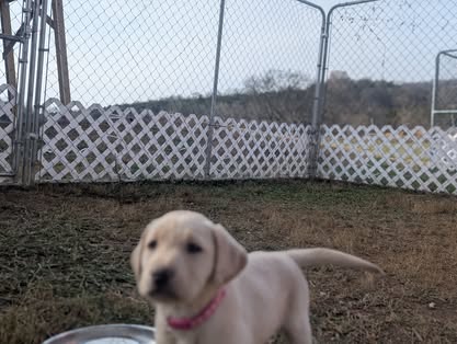 Reindeer litter Labrador puppy