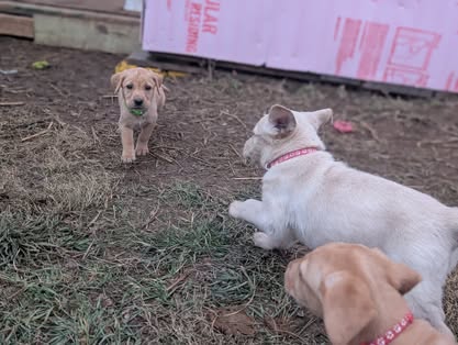 Reindeer litter Labrador puppy