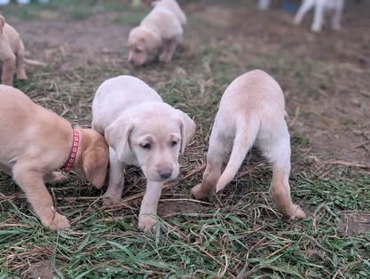 Reindeer litter Labrador puppy