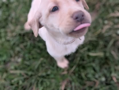 Reindeer litter Labrador puppy