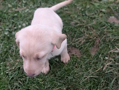 Reindeer litter Labrador puppy