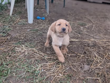 Reindeer litter Labrador puppy