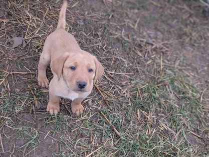 Reindeer litter Labrador puppy