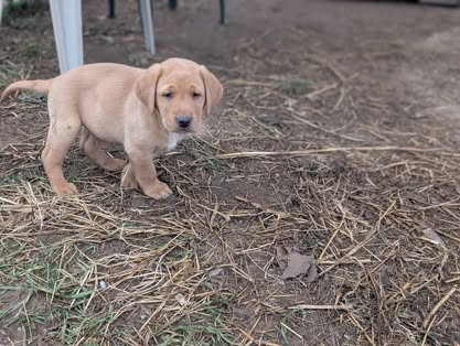 Reindeer litter Labrador puppy