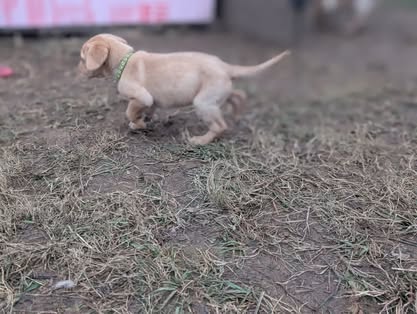 Reindeer litter Labrador puppy