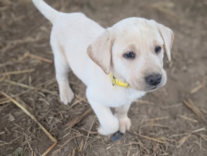 Reindeer litter Labrador puppy