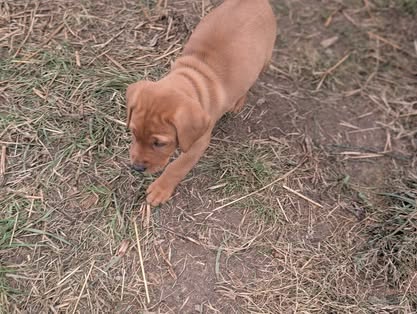 Reindeer litter Labrador puppy