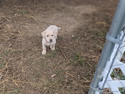 Reindeer litter Labrador puppy