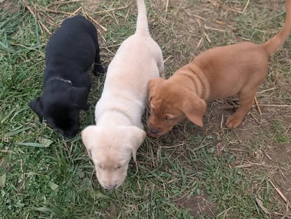 Reindeer litter Labrador puppy