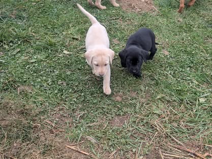 Reindeer litter Labrador puppy