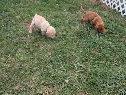 Reindeer litter Labrador puppy