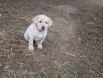 Reindeer litter Labrador puppy