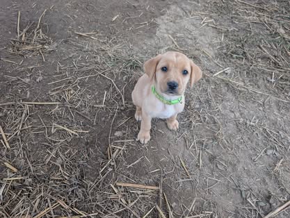 Reindeer litter Labrador puppy