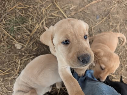 Reindeer litter Labrador puppy