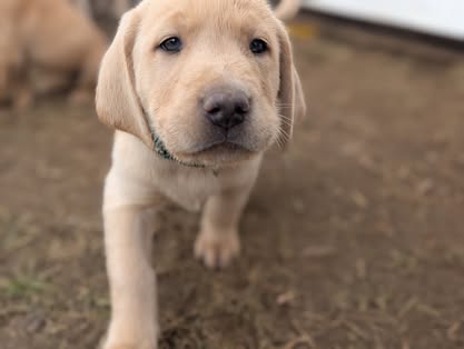 Reindeer litter Labrador puppy