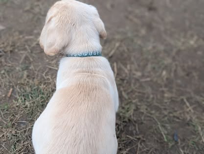 Reindeer litter Labrador puppy