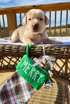 Reindeer litter Labrador puppy