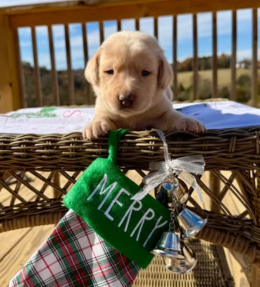 Reindeer litter Labrador puppy