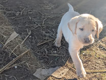 Reindeer litter Labrador puppy