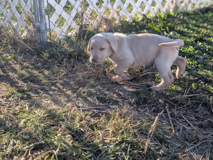 Reindeer litter Labrador puppy