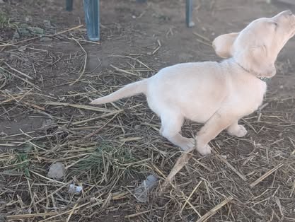 Reindeer litter Labrador puppy