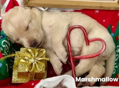 Reindeer litter Labrador puppy