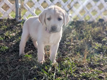 Reindeer litter Labrador puppy