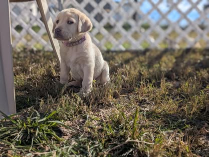 Reindeer litter Labrador puppy