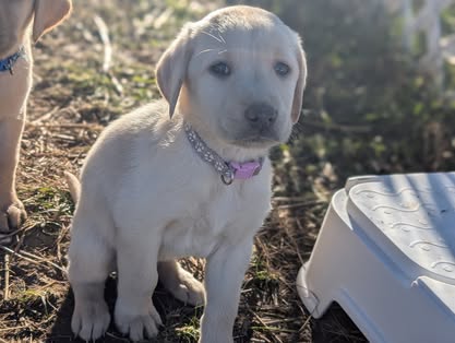 Reindeer litter Labrador puppy