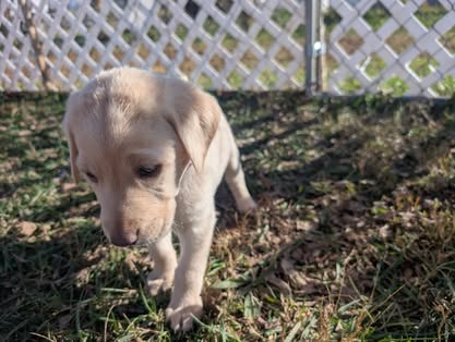 Reindeer litter Labrador puppy