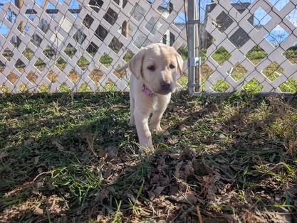 Reindeer litter Labrador puppy