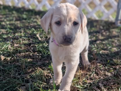 Reindeer litter Labrador puppy