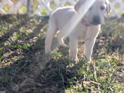 Reindeer litter Labrador puppy
