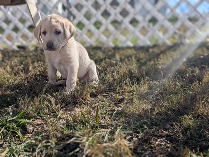 Reindeer litter Labrador puppy