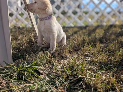 Reindeer litter Labrador puppy