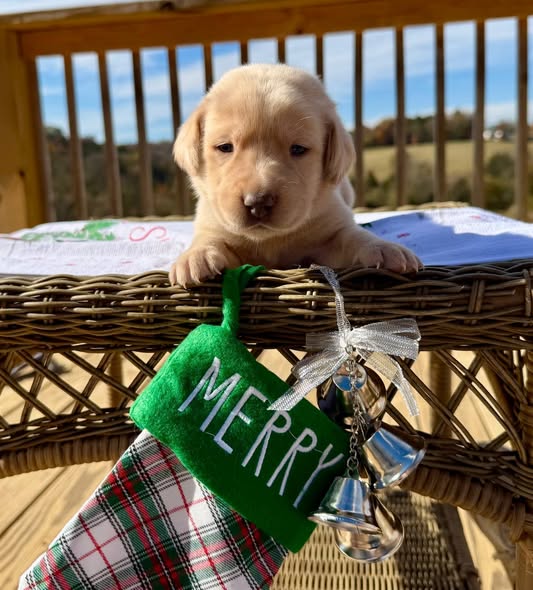 Available Labrador puppy