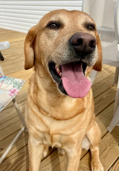 Happy yellow Labrador with tongue out
