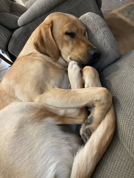 Yellow Labrador napping