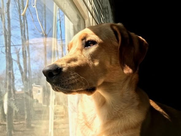 A Labrador in warm light at Storch Family Farm