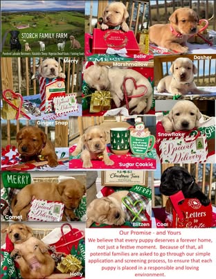 The Reindeer Litter