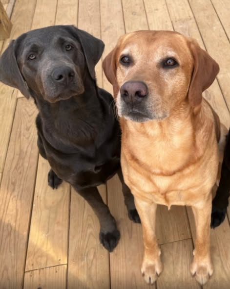 A charcoal and a fox-red Labrador sitting together