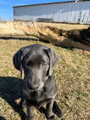 Piper, the charcoal Labrador dam (2)