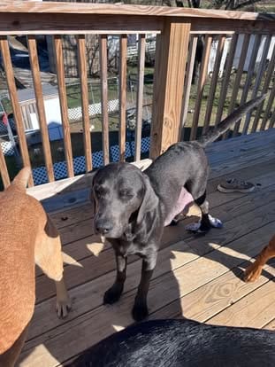 Piper, the charcoal Labrador dam (3)